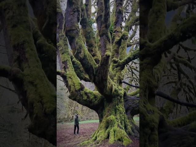 How many faces do you see in this tree?  One of the most magical trees in Olympic National Park,