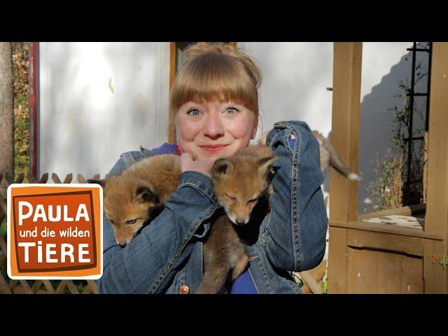 Wie schlau ist der Fuchs? | Reportage für Kinder | Paula und die wilden Tiere