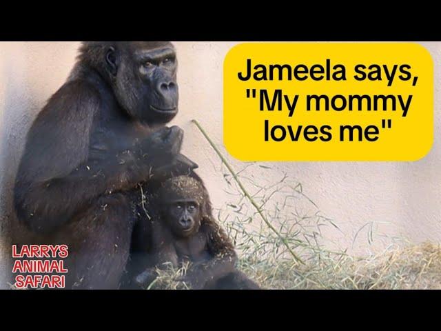 Baby Gorilla - Jameela #34 and Freddy