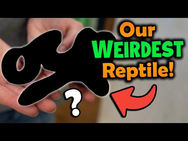 Top 5 WEIRDEST Reptiles at Snake Discovery!