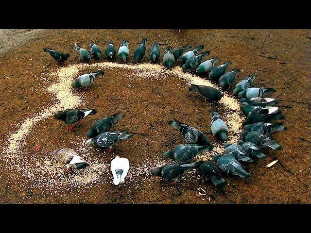 Кормление птиц в Санкт-Петербурге. Feeding birds in Saint-Petersburg