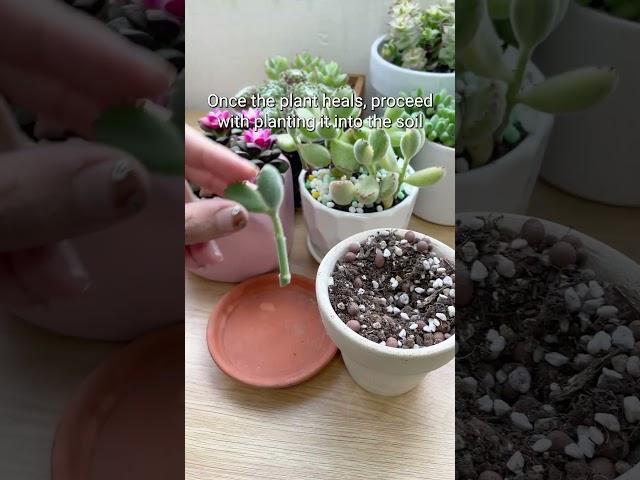 Propagate Bear's Paw Plant   #succulentsbox #succulent #propagation #cotyledon #shorts