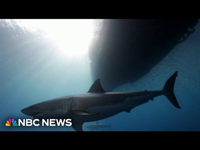 Swimmer circumnavigates Martha's Vineyard ahead of 'Jaws' 50th anniversary