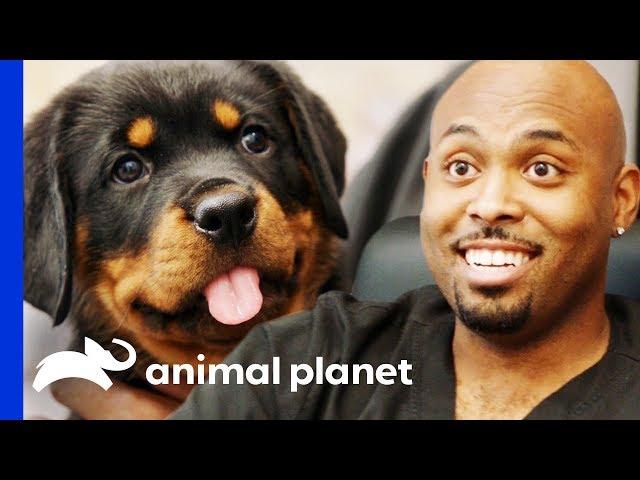 Dr Ross Just Has To Take Home An Adorable Rottweiler Pup! | The Vet Life