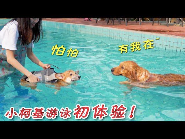 Little Corgi swims for the first time, and there is a big sister as a demonstration, and she is so c