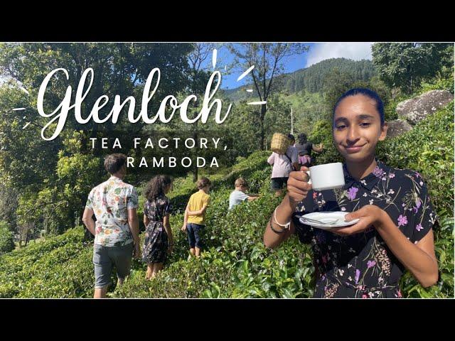 Glenloch tea factory Ramboda | driving tuktuks through tea plantations | Sri Lanka with kids part 6