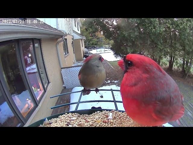 SOLIOM BF08-Smart Bird Feeder Camera With AI Identify Bird Species