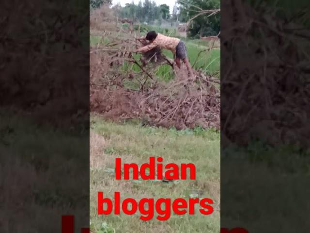 Indian Blogger trending#short#video#backtobasics#indianblogger