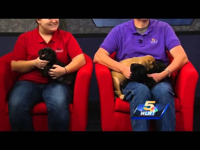 SAAP: Meet Espresso, Latte, Granite and Samuel
