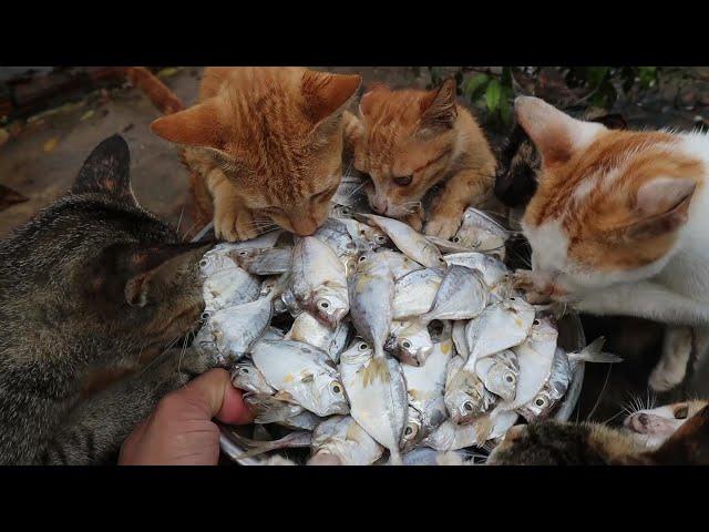 Cats eating raw fish - Kittens eating fish | Feeding Cats