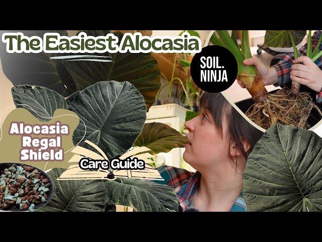 Alocasia Regal Shield Care Tips & Tricks + Repot Super EASY Plant!