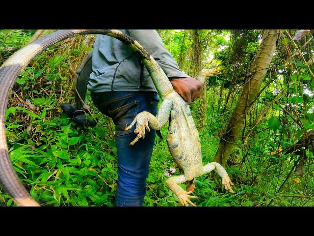 HUNTING HUGE WILD IGUANAS #caribbean