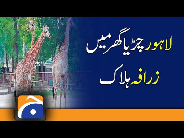 Lahore Zoo | Male giraffe | Lahore Zoo lose one giraffes