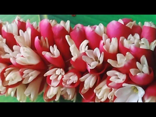 how to string sampangi flower with rose petals garland/diy flower garland making tying