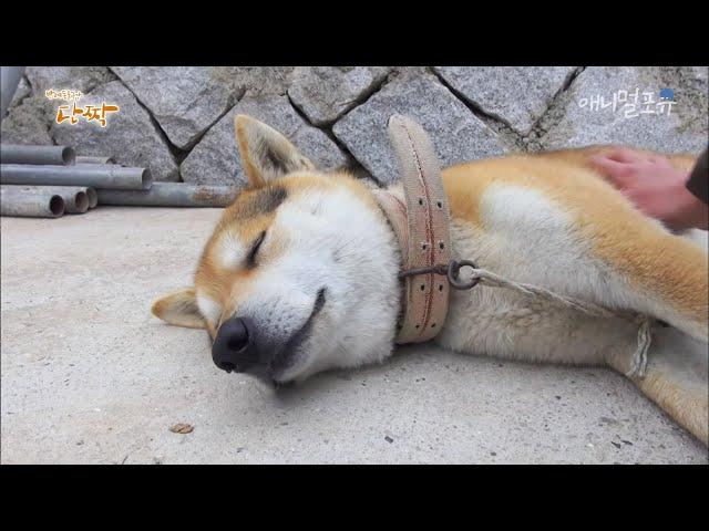 [동물다큐] 늘어져 자던 복돌이가 사라졌다!?｜바보 복돌이 (3/4), KBS 150506 방송
