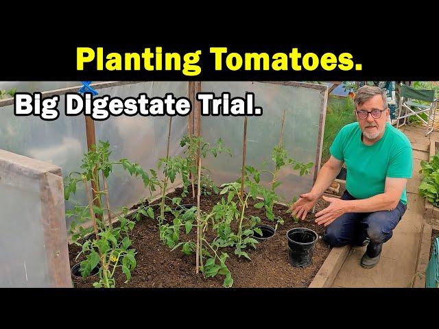 Tomato Planting | Crimson Crush | 1st Batch of Tomatoes | Bio Digestate Trial | Green Side Up