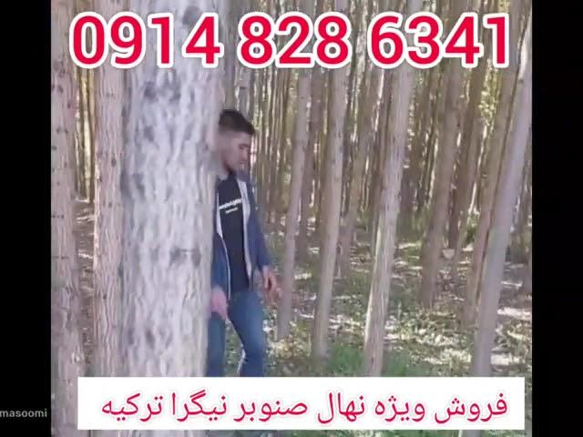 فروش نهال صنوبر،نهال صنوبر ترکیه،نهال صنوبر نیگرا،قیمت نهال صنوبر،درآمد صنوبر کاری 09148286341