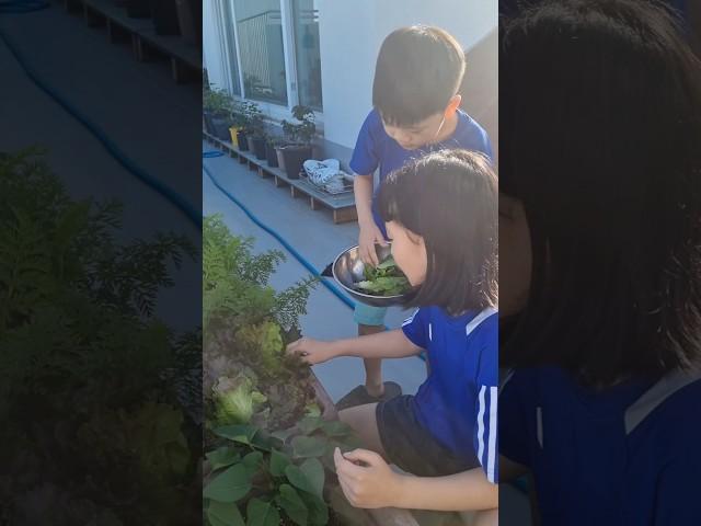 아이들끼리 옥상 상추 수확하기