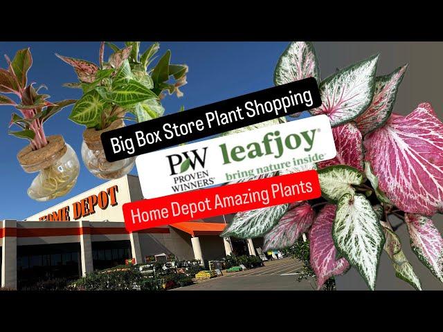 Proven Winners Leafjoy Houseplants Big Box Store Plant Shopping at Home Depot Haul