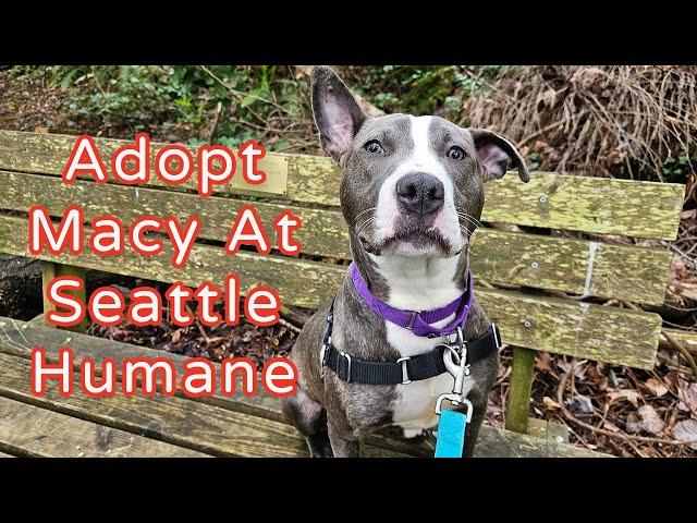 Adopt Macy At Seattle Humane