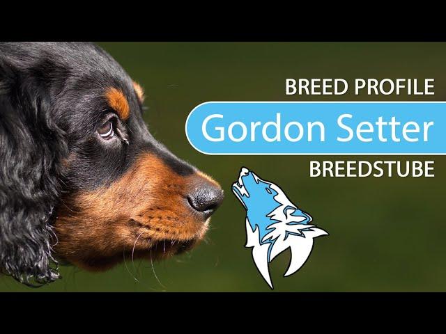 ► Gordon Setter Breed [2020] Temperament & Training