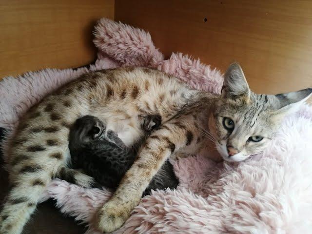 We've opened our eyes at 4 days! F2 Savannah kittens (Fee's little ones)