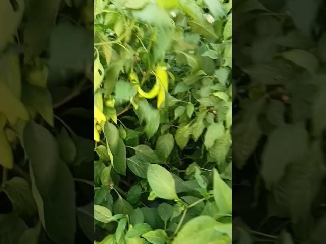 मिर्च की तुडाई #shortvideo #vairal #shortvideoagriculture #vegetablegardening #mirch #urbangardenin