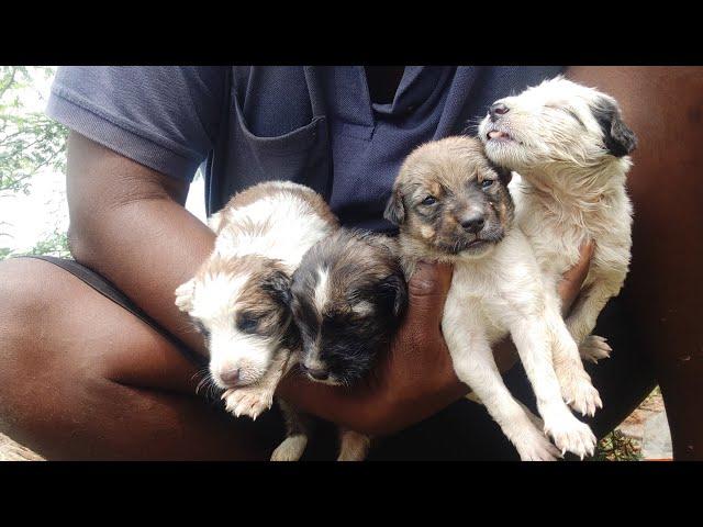 Street dog puppies / Rockfort puppies