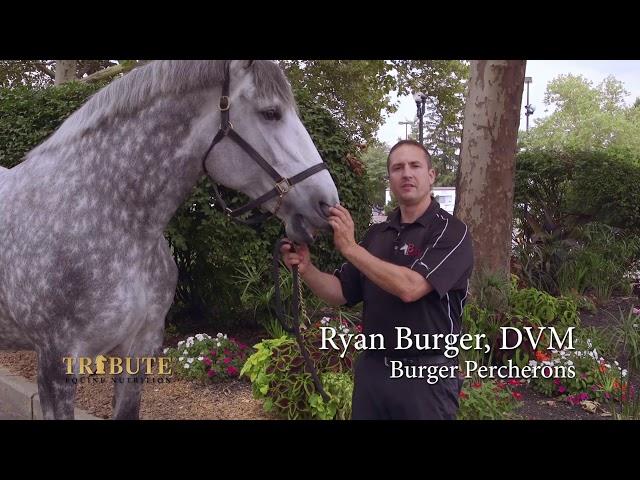 Ryan Burger, DVM of Burger Percheron chooses Tribute Equine Nutrition for their draft horses.