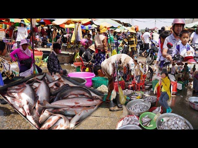 Cambodian Fish Market Tours - Daily Lifestyle & Activities of Vendors Selling Fish & Seafood @Kilo 9