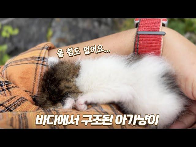 아기고양이 구조부터 육아까지 몰아보기 | 해밤이 스토리 1편