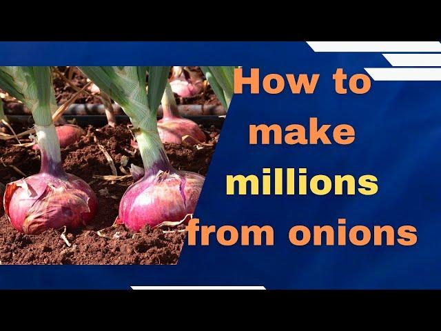 Onion farming in Kenya; How to grow the best most marketable bulb onions in 2024