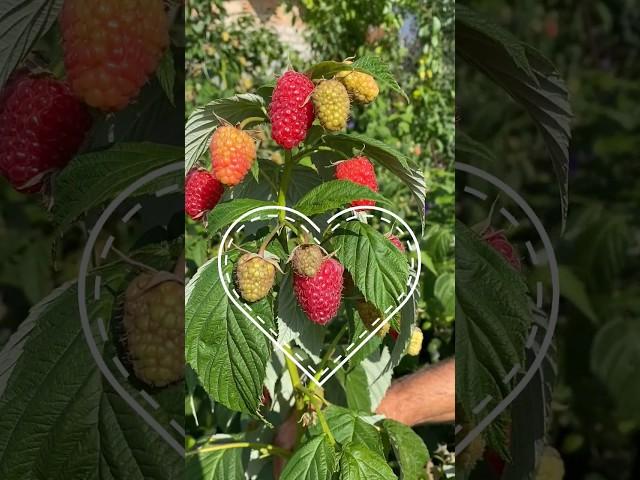 Малина ДЕЛНИВА #садыроссии #саженцы #малина @SadyRossii