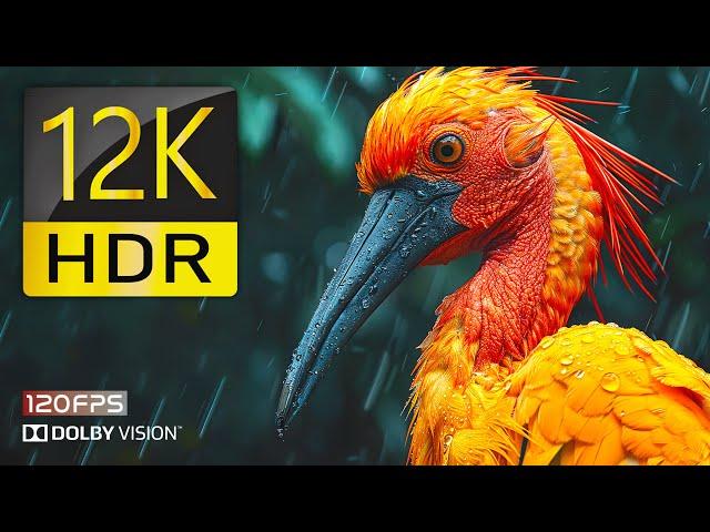 12K HDR 120FPS Video - Colorful Dolby Vision - Dolby Atmos