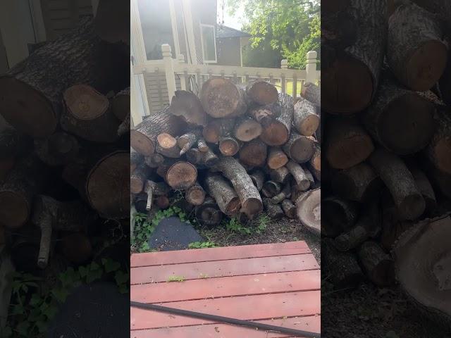 Do this now for free #firewood in the fall #homestead