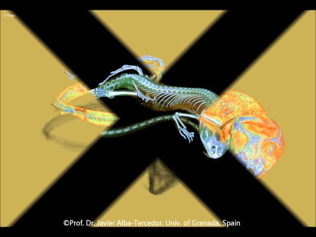 Micro-CT study of the large psammodrom lizard