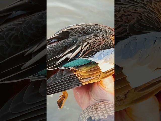 Cinnamon teal duck hunting