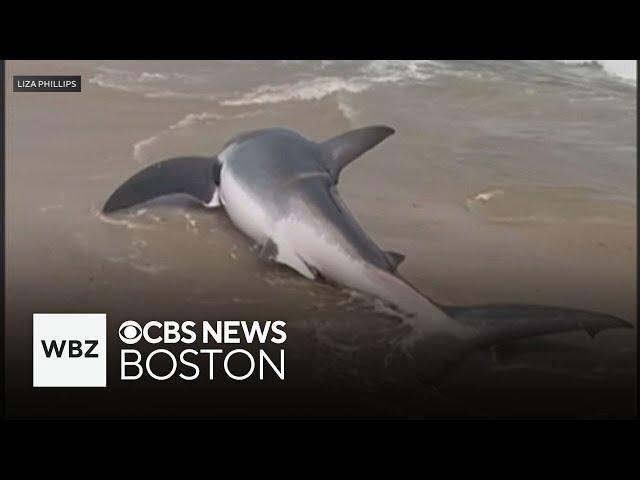 Video shows beachgoers rescuing stranded great white shark on Nantucket