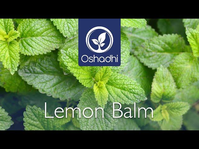 Lemon Balm (Melissa officinalis) | Essential-Oil-Plant Portrait by Dr. Malte Hozzel