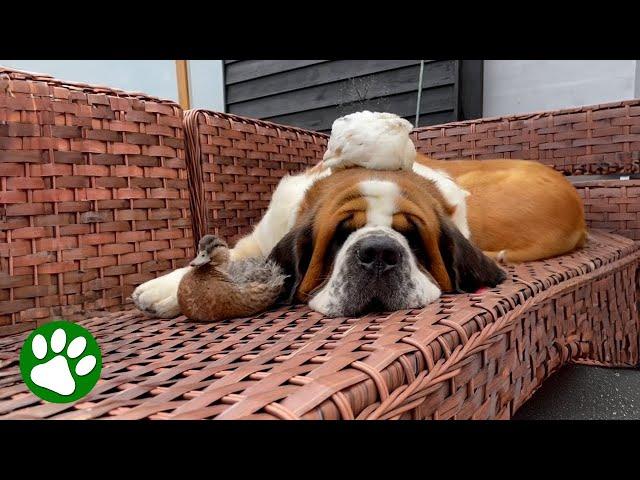 Farm Animals Climbing On St Bernard