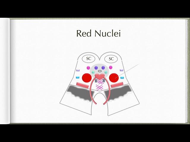 Neuroanatomy with Chimmalgi