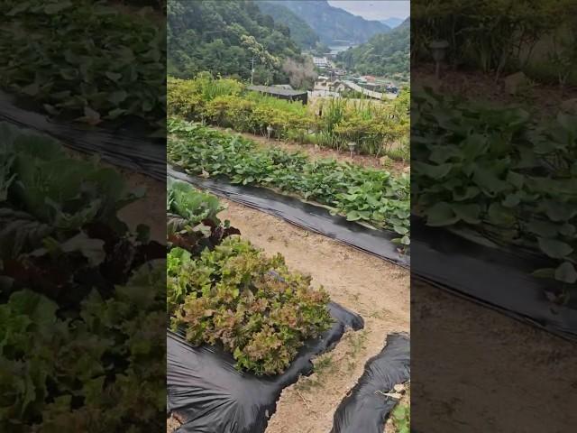 넘 더운날 울 채소들도 잘 자라네  #쏜살 #주말농장 #건강한먹거리