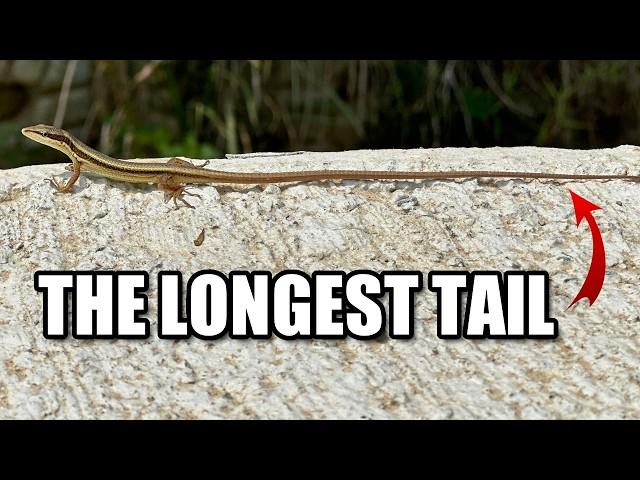 Grass Lizard Facts: a LONG TAILED Lizard  Animal Fact Files