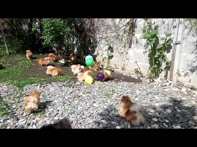 Шпицы и шарики. Померанский шпиц/Pomeranian spitz