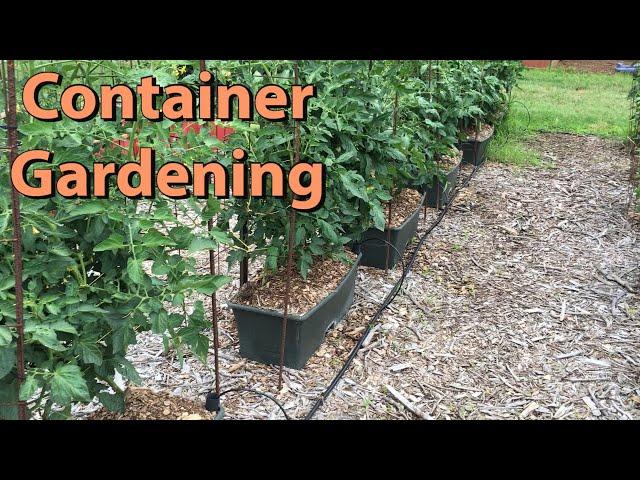 UNLOCK the Power of CONTAINER GARDENING: Grow DELICIOUS Veggies NOW! #containergardening #earthbox