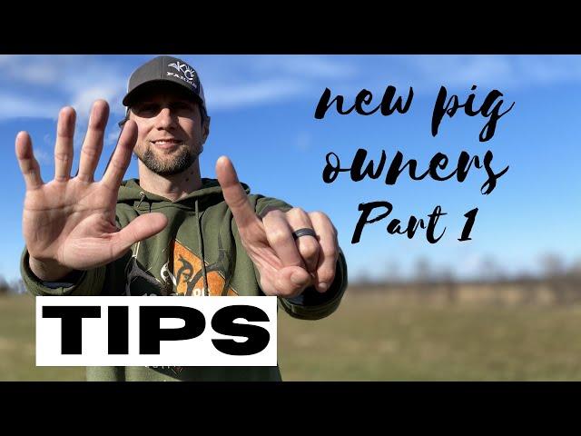 6 tips for raising kunekune pigs: Part 1