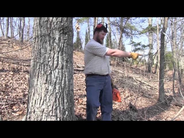 Cutting Down Dangerous Trees - Part 2, with Tim Glenn