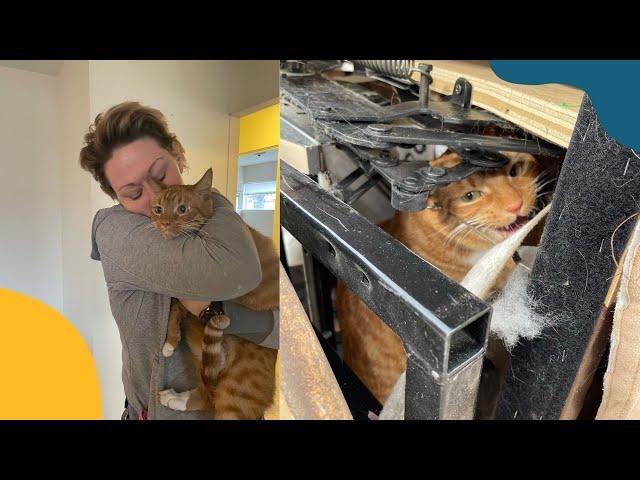 Cat Reunited With Family After Being Accidentally Donated To Thrift Store