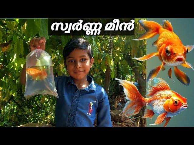 അങ്ങനെ സ്വർണ്ണ മീനെ മേടിച്ചു മക്കളെ  gold fish