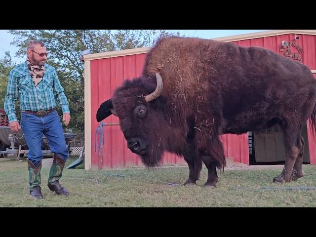 75 yr. CowBoy  Wrestles a 2500 pound Bison